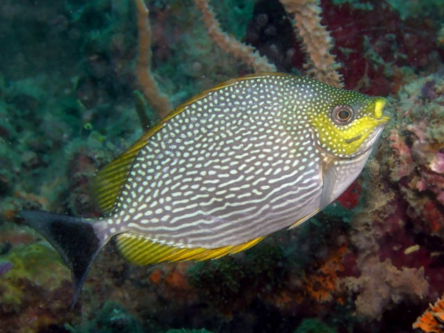 SIGANUS JAVUS